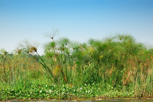 Beauty Secrets from the Banks of the Nile