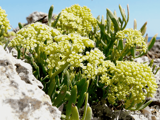 The Revitalizing Effects of Sea Fennel