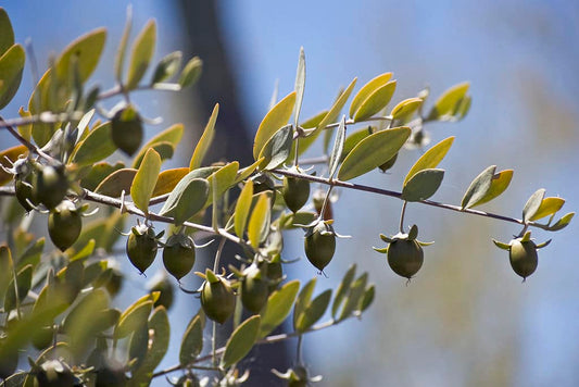 The Miraculous Skincare Secrets of Jojoba Oil