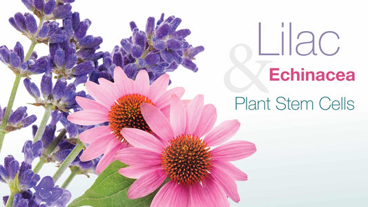 lilac & echinacea plant stem cells