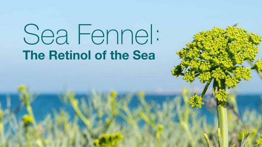 Sea Fennel: The Retinol of the Sea