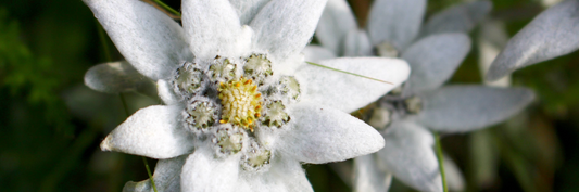 The Surprising Power of the Edelweiss Plant