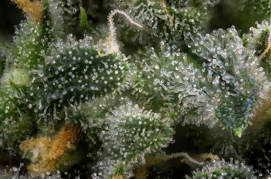 Tricome with terpenes