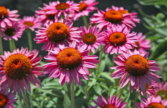 The Rejuvenating Power of Echinacea