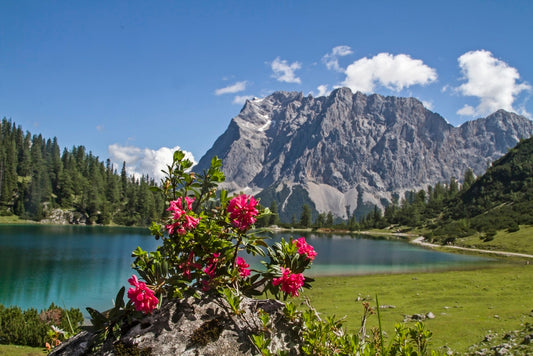 The Exotic Power of the Alpine Rose