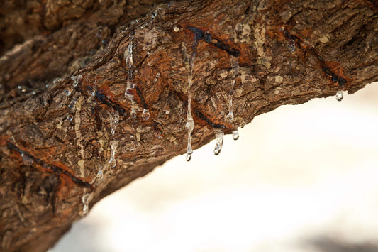 Mastiha Tree